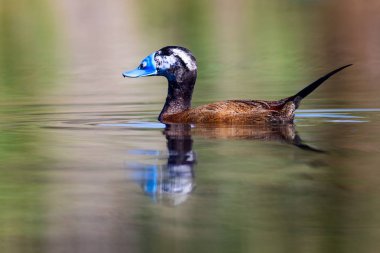 Gölde ördek yüzüyor. Sevimli mavi gagalı ördek. Sarı yeşil su doğası arka plan. Ördek: Beyaz kafalı ördek. Okura leucocephala.