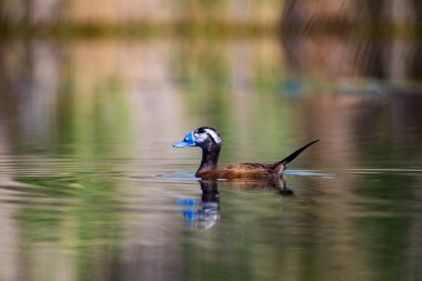 Gölde ördek yüzüyor. Sevimli mavi gagalı ördek. Sarı yeşil su doğası arka plan. Ördek: Beyaz kafalı ördek. Okura leucocephala.