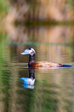 Gölde ördek yüzüyor. Sevimli mavi gagalı ördek. Sarı yeşil su doğası arka plan. Ördek: Beyaz kafalı ördek. Okura leucocephala.