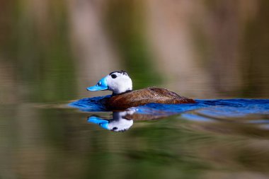 Gölde ördek yüzüyor. Sevimli mavi gagalı ördek. Sarı yeşil su doğası arka plan. Ördek: Beyaz kafalı ördek. Okura leucocephala.