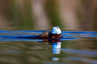 Gölde ördek yüzüyor. Sevimli mavi gagalı ördek. Sarı yeşil su doğası arka plan. Ördek: Beyaz kafalı ördek. Okura leucocephala.