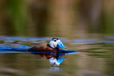Gölde ördek yüzüyor. Sevimli mavi gagalı ördek. Sarı yeşil su doğası arka plan. Ördek: Beyaz kafalı ördek. Okura leucocephala.