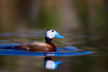 Gölde ördek yüzüyor. Sevimli mavi gagalı ördek. Sarı yeşil su doğası arka plan. Ördek: Beyaz kafalı ördek. Okura leucocephala.