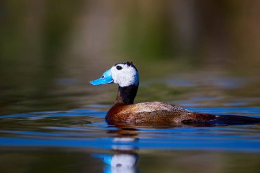 Gölde ördek yüzüyor. Sevimli mavi gagalı ördek. Sarı yeşil su doğası arka plan. Ördek: Beyaz kafalı ördek. Okura leucocephala.