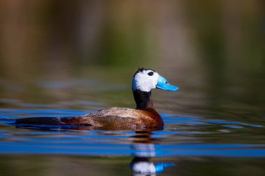 Gölde ördek yüzüyor. Sevimli mavi gagalı ördek. Sarı yeşil su doğası arka plan. Ördek: Beyaz kafalı ördek. Okura leucocephala.