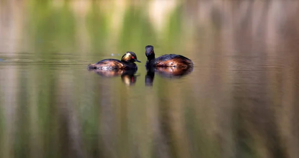 湖と鳥家族の鳥カラフルな水の自然の背景 黒い首のグレブ ポジセプス ニドリリス — ストック写真