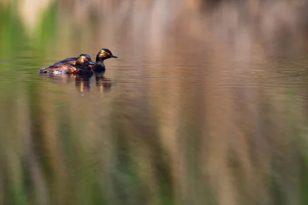 Sjö Och Fåglar Familje Fåglar Färgglad Vatten Natur Bakgrund Fåglar — Stockfoto