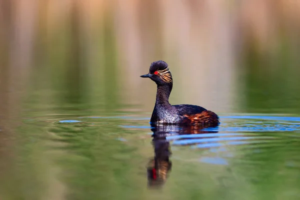 Água Pássaro Nadador Grebe Natação Fundo Água Verde Amarelo Grebe — Fotografia de Stock