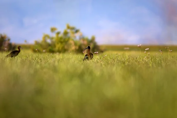 Natur Och Fågel Grön Blå Natur Bakgrund Häger Västra Nötkreatur — Stockfoto