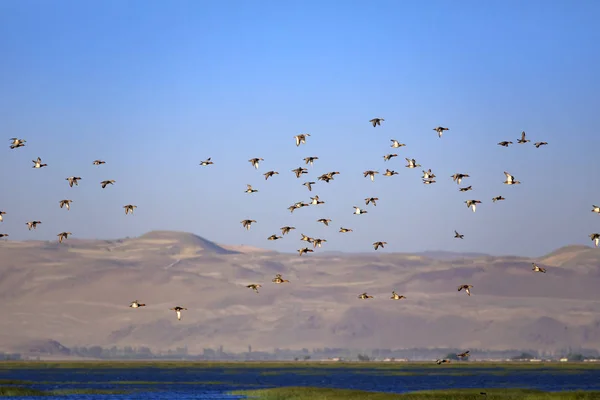 湿地と鳥緑の黄色と青の自然の背景 空飛ぶアヒル アヒル 一般的なポチャード アイティヤ フェリーナ — ストック写真
