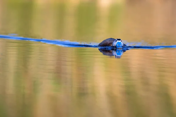 Duck swimming in lake. Cute blue billed duck. Yellow green water nature background. Duck: White headed Duck. Oxyura leucocephala.