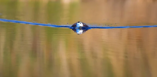 Eend Zwemmen Het Meer Leuke Blauwe Gefactureerde Eend Geel Groen — Stockfoto