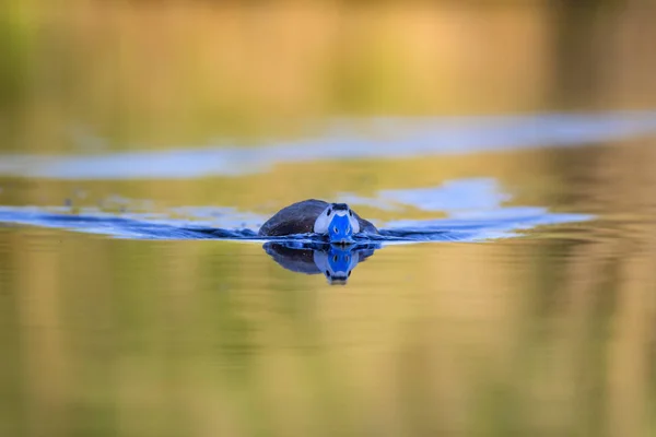 Kacsa Úszás Tóban Aranyos Kék Kiszámlázott Kacsa Sárga Zöld Víz — Stock Fotó