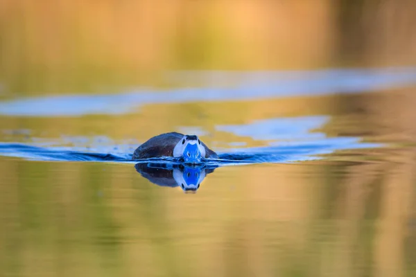 Duck swimming in lake. Cute blue billed duck. Yellow green water nature background. Duck: White headed Duck. Oxyura leucocephala.