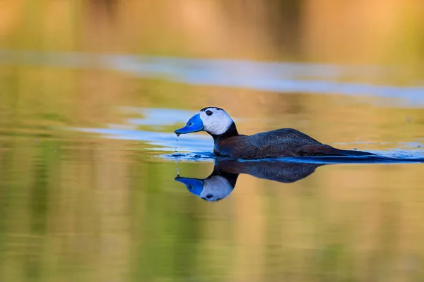 Duck swimming in lake. Cute blue billed duck. Yellow green water nature background. Duck: White headed Duck. Oxyura leucocephala.