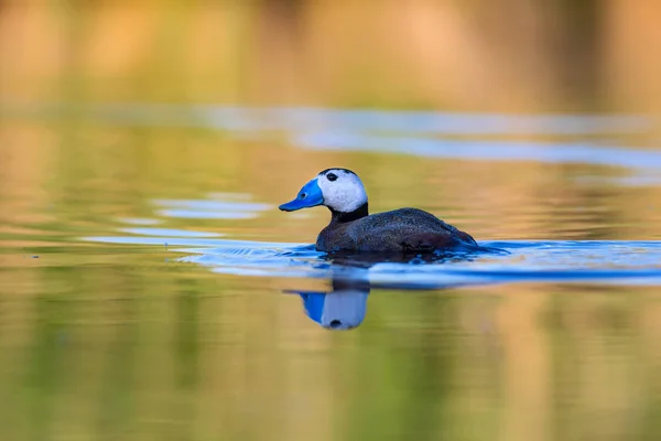 Gölde Ördek Yüzüyor Sevimli Mavi Gagalı Ördek Sarı Yeşil Doğası — Stok fotoğraf