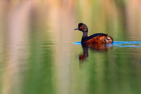 Water and bird. Swimming water bird. Yellow green water reflection background. Bird: Black necked Grebe. Podiceps nigricollis.
