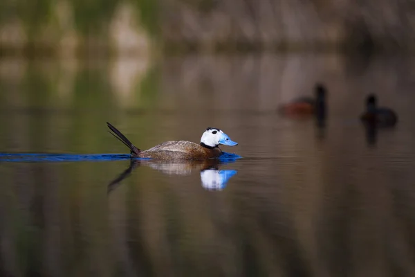 鸭子在湖里游泳 可爱的蓝色收费鸭 黄绿水自然背景 白头鸭 Oxyura 白头脑 — 图库照片