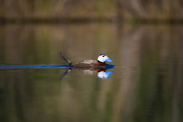 Duck swimming in lake. Cute blue billed duck. Yellow green water nature background. Duck: White headed Duck. Oxyura leucocephala.