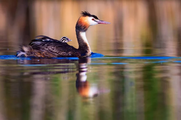 Bird family. Nature and bird. Green yellow water nature background. Bird: Great Crested Grebe. Podiceps cristatus.