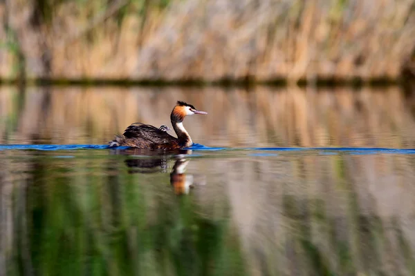 Familia Pájaros Naturaleza Aves Fondo Verde Naturaleza Agua Amarilla Bird — Foto de Stock