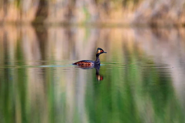 Water and bird. Swimming water bird. Yellow green water reflection background. Bird: Black necked Grebe. Podiceps nigricollis.