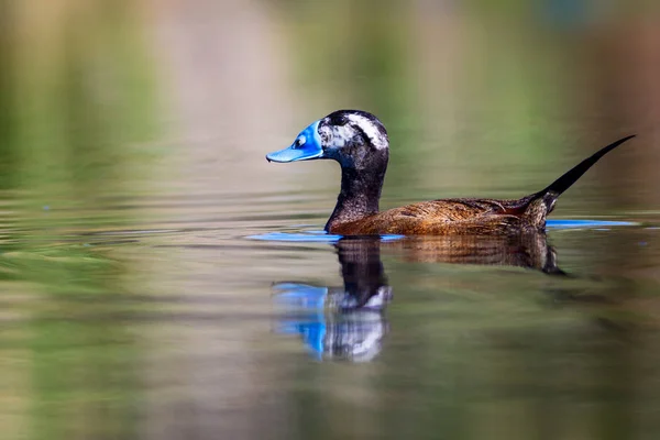 Duck swimming in lake. Cute blue billed duck. Yellow green water nature background. Duck: White headed Duck. Oxyura leucocephala.