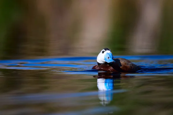 鸭子在湖里游泳 可爱的蓝色收费鸭 黄绿水自然背景 白头鸭 Oxyura 白头脑 — 图库照片