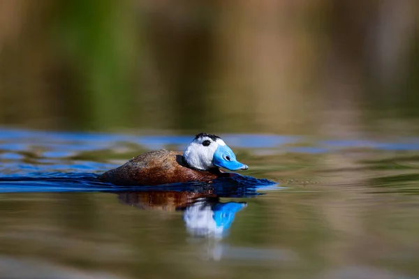 Duck Swimming Lake Cute Blue Billed Duck Yellow Green Water — Stock Photo, Image