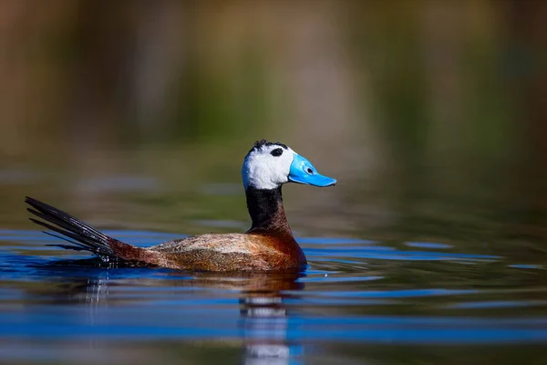 Eend Zwemmen Het Meer Leuke Blauwe Gefactureerde Eend Geel Groen — Stockfoto