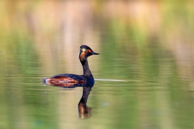 Su ve yüzme kuşu. Yüzme Grebe. Sarı yeşil su arka plan. Kuş: siyah boyun Grebe. Podiceps nigricollis.