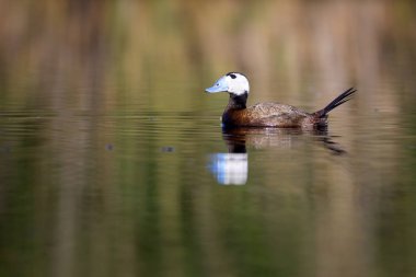 Ördek gölde yüzüyor. Sevimli mavi gagalı ördek. Yeşil su yansımaları. Yeşil doğa arka planı. Ördek: Beyaz başlı ördek. Oxyura leucocephala.