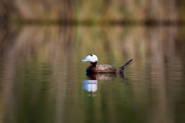 Ördek gölde yüzüyor. Sevimli mavi gagalı ördek. Yeşil su yansımaları. Yeşil doğa arka planı. Ördek: Beyaz başlı ördek. Oxyura leucocephala.