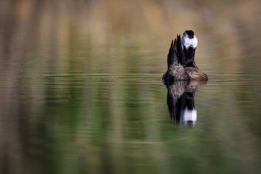 Ördek gölde yüzüyor. Sevimli mavi gagalı ördek. Yeşil su yansımaları. Yeşil doğa arka planı. Ördek: Beyaz başlı ördek. Oxyura leucocephala.