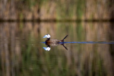 Ördek gölde yüzüyor. Sevimli mavi gagalı ördek. Yeşil su yansımaları. Yeşil doğa arka planı. Ördek: Beyaz başlı ördek. Oxyura leucocephala.