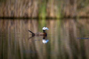 Ördek gölde yüzüyor. Sevimli mavi gagalı ördek. Yeşil su yansımaları. Yeşil doğa arka planı. Ördek: Beyaz başlı ördek. Oxyura leucocephala.