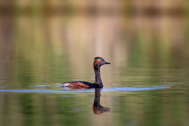 Su ve yüzme kuşu. Yüzme Grebe. Sarı yeşil su arka plan. Kuş: siyah boyun Grebe. Podiceps nigricollis.