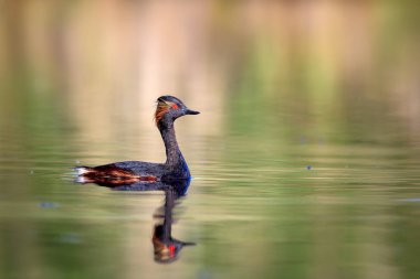 Su ve yüzme kuşu. Yüzme Grebe. Sarı yeşil su arka plan. Kuş: siyah boyun Grebe. Podiceps nigricollis.