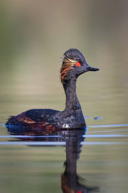 Su ve yüzme kuşu. Yüzme Grebe. Sarı yeşil su arka plan. Kuş: siyah boyun Grebe. Podiceps nigricollis.