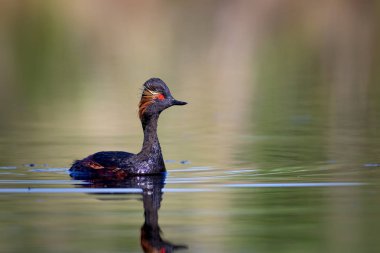 Su ve yüzme kuşu. Yüzme Grebe. Sarı yeşil su arka plan. Kuş: siyah boyun Grebe. Podiceps nigricollis.