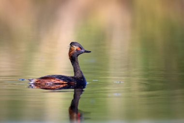 Su ve yüzme kuşu. Yüzme Grebe. Sarı yeşil su arka plan. Kuş: siyah boyun Grebe. Podiceps nigricollis.