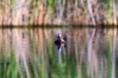 Ördek gölde yüzüyor. Sevimli mavi gagalı ördek. Yeşil su yansımaları. Yeşil doğa arka planı. Ördek: Beyaz başlı ördek. Oxyura leucocephala.