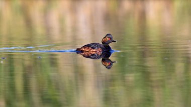 Su ve yüzme kuşu. Yüzme Grebe. Sarı yeşil su arka plan. Kuş: siyah boyun Grebe. Podiceps nigricollis.