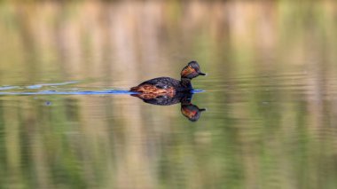 Su ve yüzme kuşu. Yüzme Grebe. Sarı yeşil su arka plan. Kuş: siyah boyun Grebe. Podiceps nigricollis.