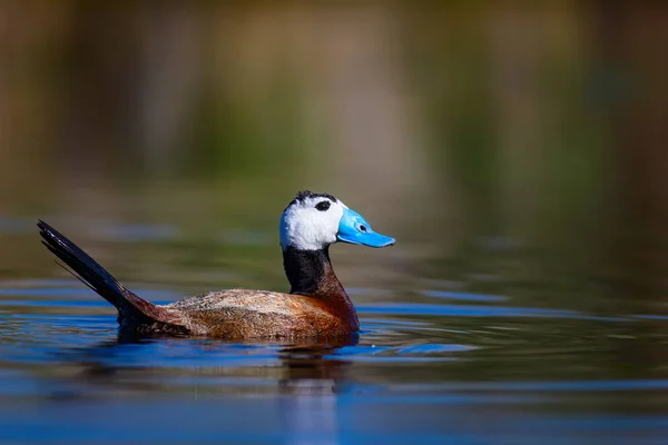 Duck swimming in lake. Cute blue billed duck. Green water reflections. Green nature background. Duck: White headed Duck. Oxyura leucocephala.