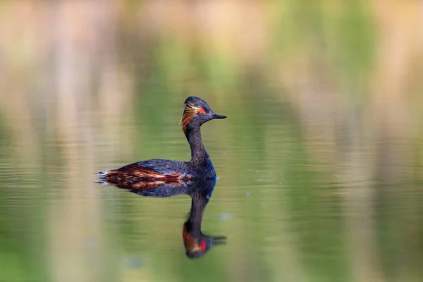 Wasser Und Schwimmvogel Schwimmtaucher Gelb Grüner Wasserhintergrund Vogel Schwarzhalstaucher Podiceps — Stockfoto