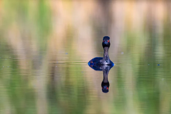 Water Zwemmen Vogel Zwemmen Grebe Geel Groen Water Achtergrond Vogel — Stockfoto