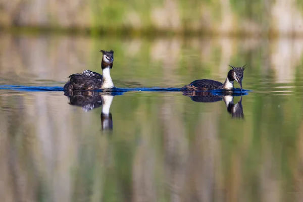 Bird family. Nature and bird. Green yellow water nature background. Bird: Great Crested Grebe. Podiceps cristatus.