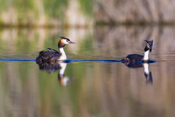 Bird family. Nature and bird. Green yellow water nature background. Bird: Great Crested Grebe. Podiceps cristatus.