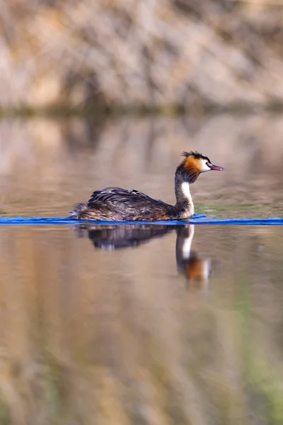 Bird family. Nature and bird. Green yellow water nature background. Bird: Great Crested Grebe. Podiceps cristatus.